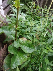 Cicerbita macrophylla uralensis