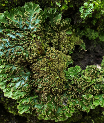 Physconia enteroxantha