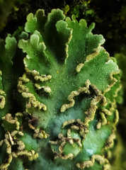 Physconia enteroxantha