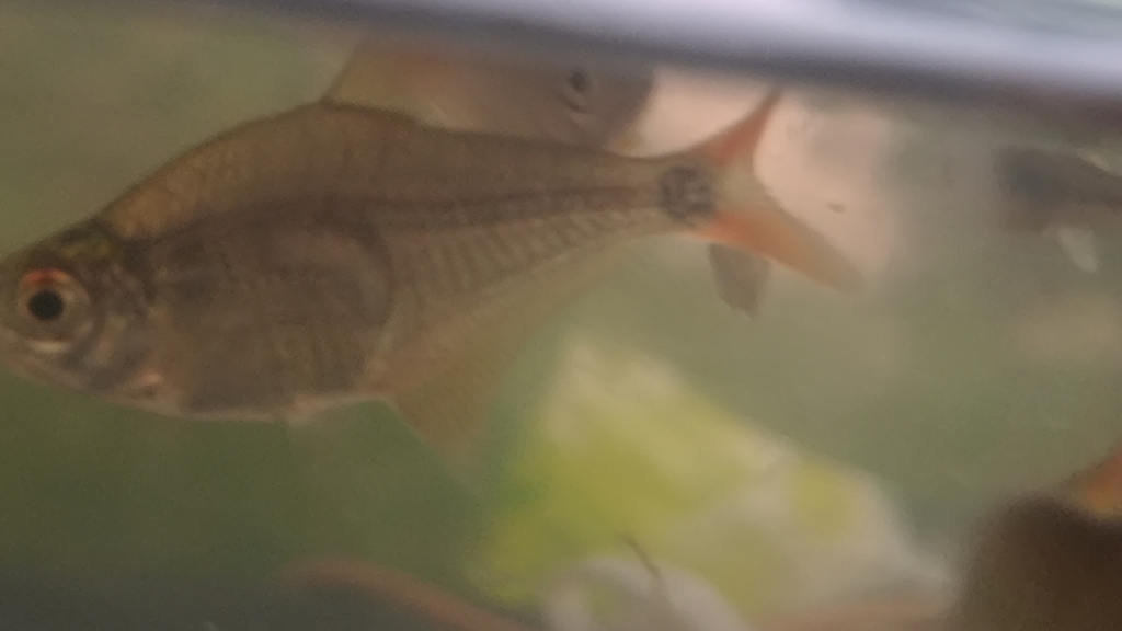 Southern tetra (Hyphessobrycon meridionalis) — Characidae