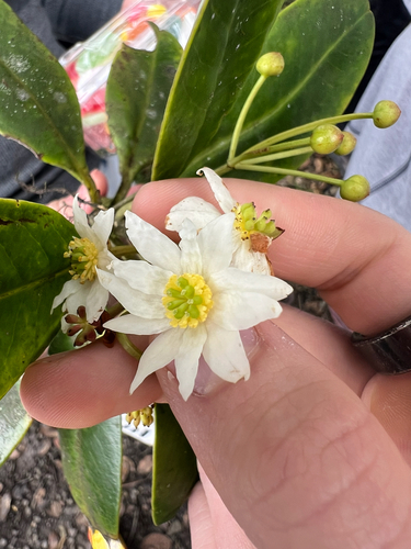Drimys granadensis - Primer plano de una flor blanca con numerosos pétalos y estambres