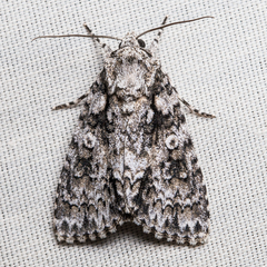 Acronicta marmorata