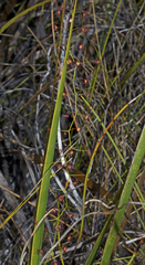 Drosera pallida