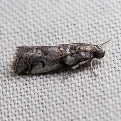 Acrobasis tricolorella