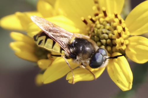 Stratiomys maculosa photo 4
