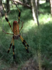Trichonephila clavipes image
