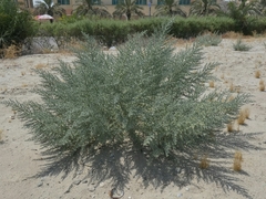 Cornulaca aucheri