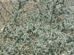 Cornulaca aucheri