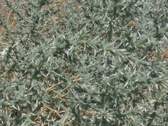Cornulaca aucheri