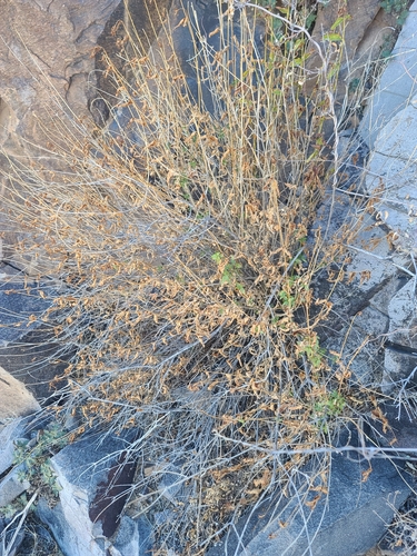 Image of Koanophyllon palmeri by no rights reserved