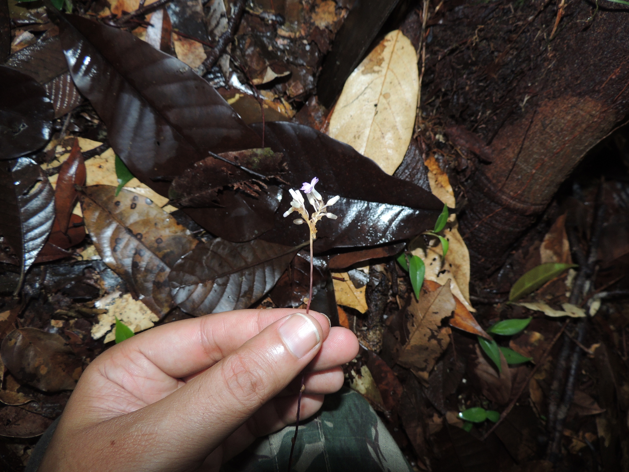 Gymnosiphon cymosus