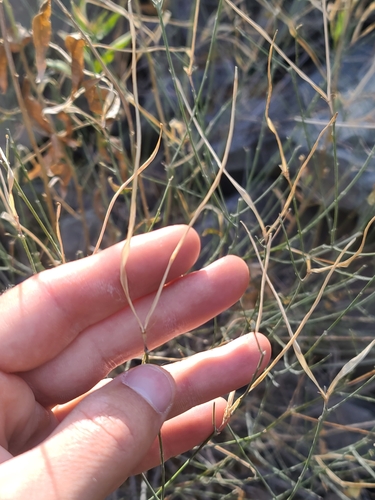 Image of Haplophyton crooksii by no rights reserved
