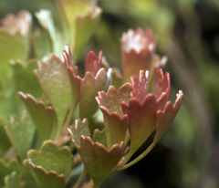 Adenanthos cuneatus