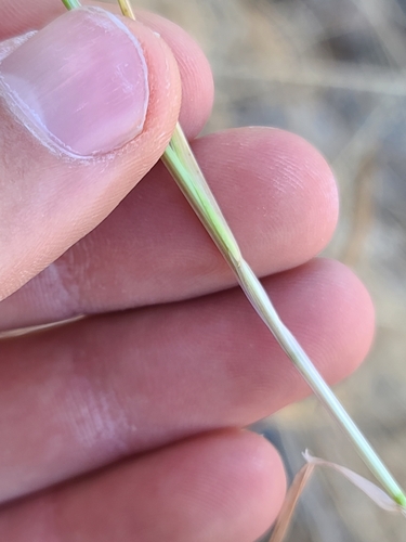Image of Bigelow's Bluegrass (Poa bigelovii) by no rights reserved