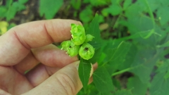 Schizomyia eupatoriflorae