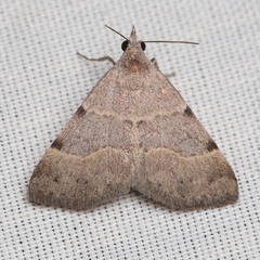 Hemeroplanis historialis