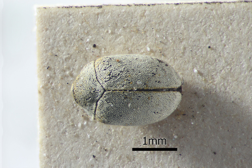 Bervidinis Kailiavabalis nuotrauka