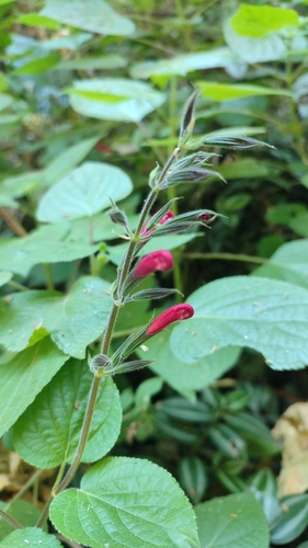 Image of Salvia longistyla by (c) Javier Bucio, some rights reserved (CC BY)