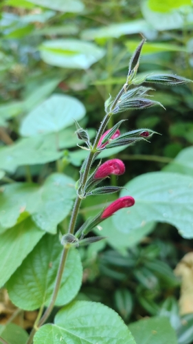 Image of Salvia longistyla by (c) Javier Bucio, some rights reserved (CC BY)