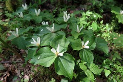 Trillium albidum parviflorum