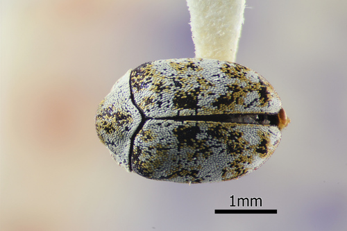 Bervidinis Kailiavabalis nuotrauka