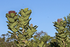 Banksia coccinea