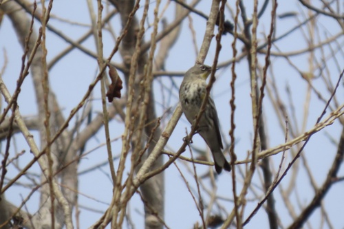 iNaturalist observation photo of Yellow-rumped Warbler