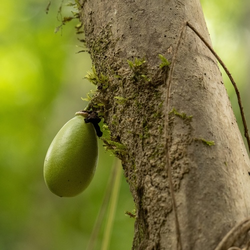 Crescentia amazonica