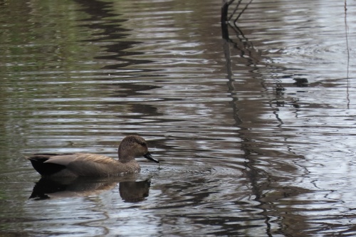 iNaturalist observation photo of Gadwall