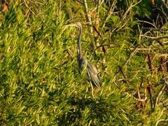 Egretta tricolor