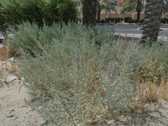 Cornulaca aucheri