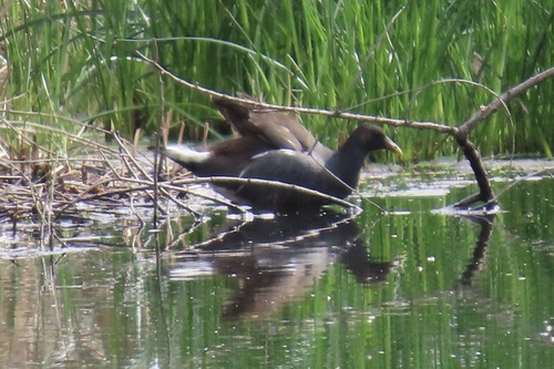 iNaturalist observation photo of Common Gallinule