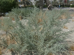 Cornulaca aucheri