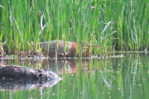 iNaturalist observation photo of Green Heron