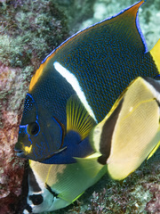 King Angelfish