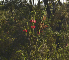 Melaleuca sparsa