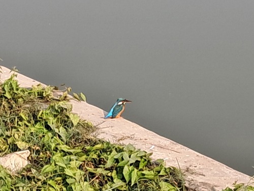 Common Kingfisher