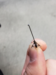 Chrysops univittatus