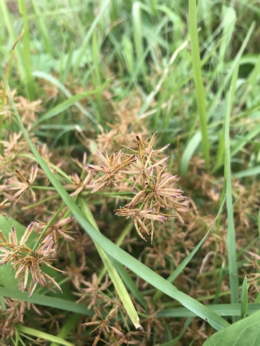 Cyperus tenuispica iNat (2)