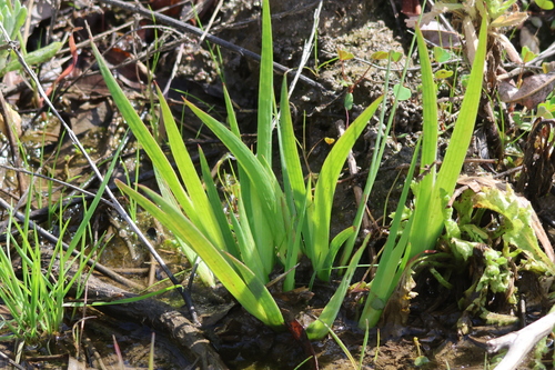 Irisleaf Rush foliage