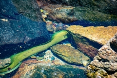 Brazilian moray
