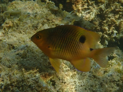 Clarion damselfish (Stegastes redemptus) — Pomacentridae — 4