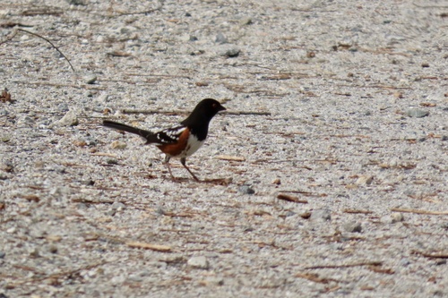 iNaturalist observation photo of Spotted Towhee