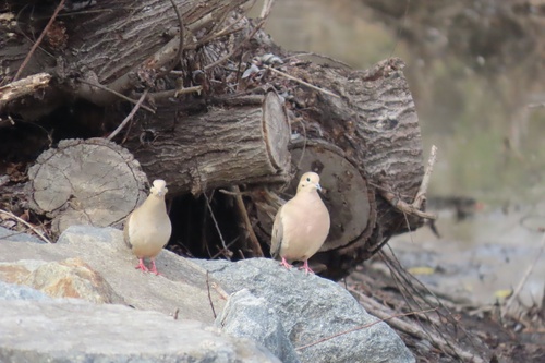 iNaturalist observation photo of Mourning Dove