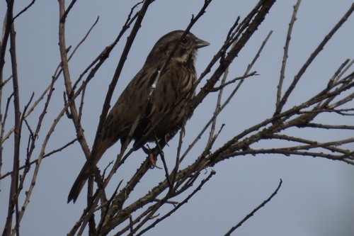 iNaturalist observation photo of Song Sparrow