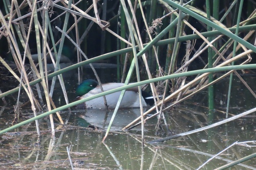 iNaturalist observation photo of Mallard