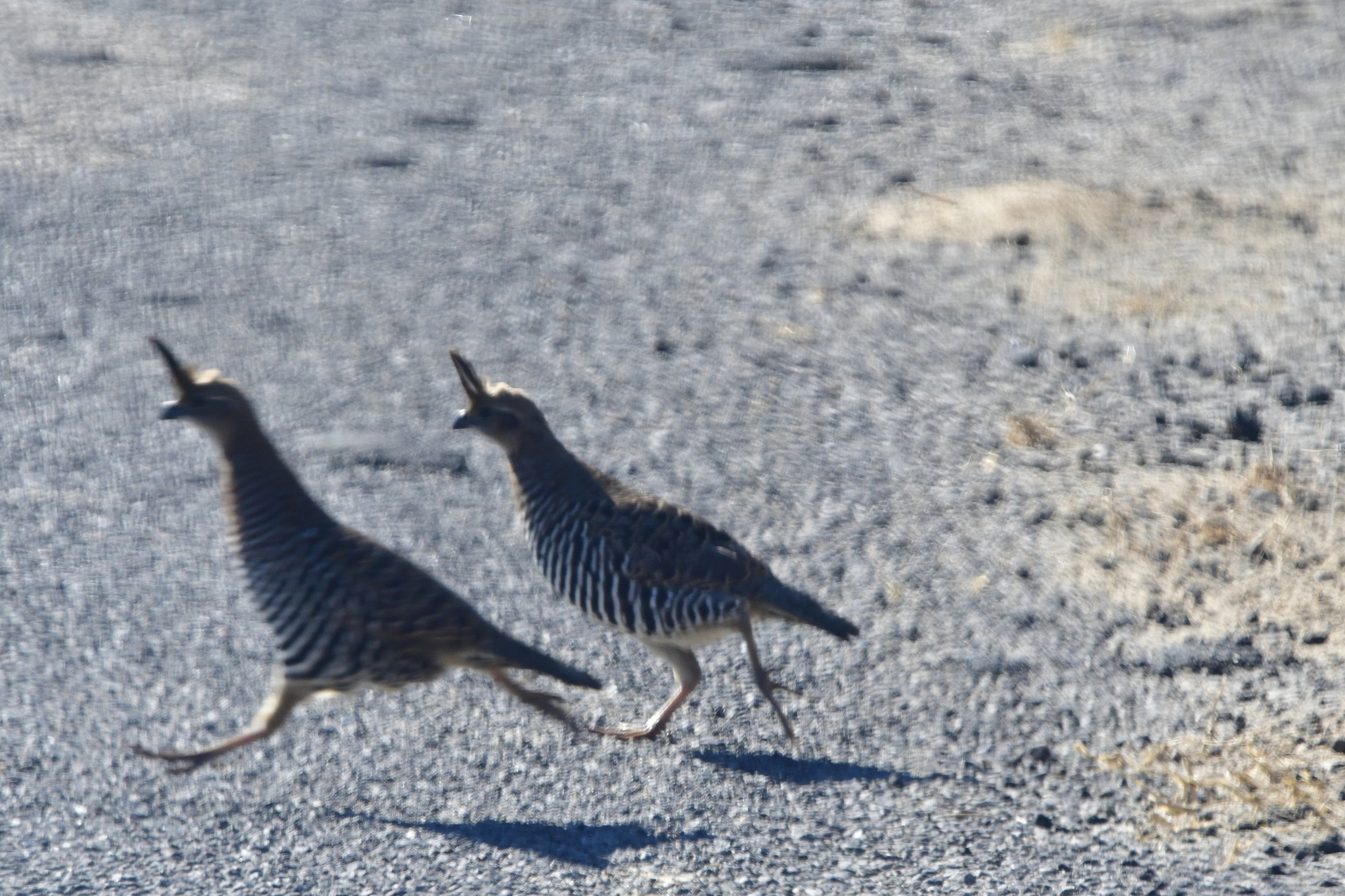 Banded Quail (Philortyx fasciatus), photo 2
