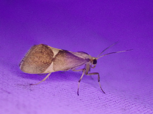 Tamaulipan Lichen Moth photo 5