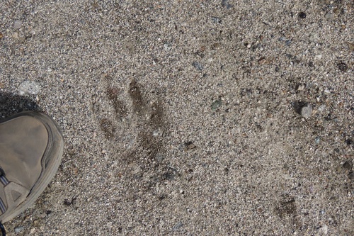 iNaturalist observation photo of Common Raccoon