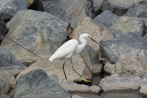 iNaturalist observation photo of Snowy Egret